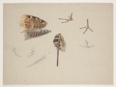 Bico, pés e asa de galinhola, c.1915 (aguarela e cor de corpo sobre lápis sobre papel) de Archibald Thorburn