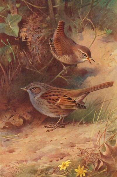 Carriça, pardal (litografia a cores) de Archibald Thorburn