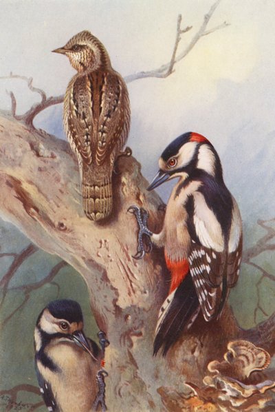 Pica-pau-malhado, pica-pau-malhado-grande (macho e fêmea) (litografia a cores) de Archibald Thorburn