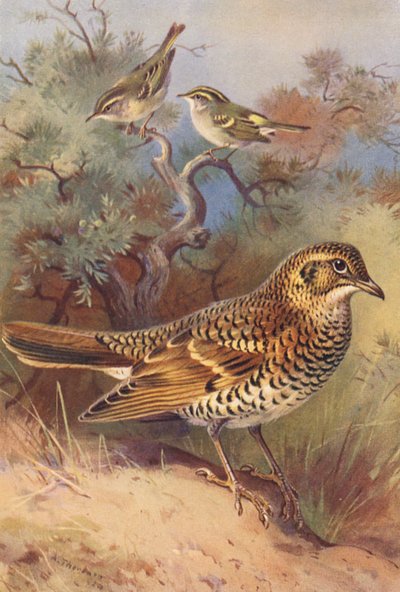 Toutinegra-de-barrete-amarelo, toutinegra-de-barrete, tordo-branco (litografia a cores) de Archibald Thorburn
