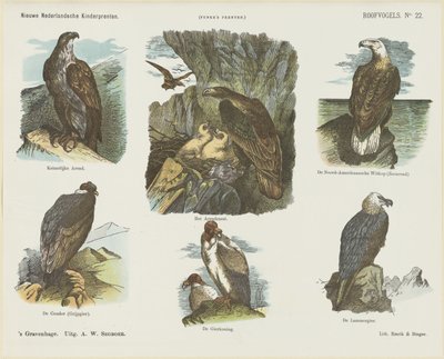 Aves de Rapina (título no objeto) Novas estampas infantis holandesas (título da série no objeto) Estampas do Funke (título da série no objeto) de Arie Willem Segboer