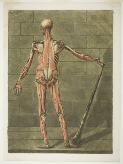 Vista posterior de Muscle Man, placa nove de Complete Anatomy Course de Arnauld Eloi Gautier D
