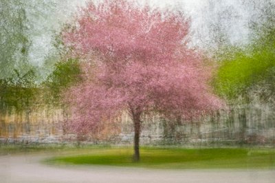Árvore de Primavera Rosa Esbatida de Arne Östlund