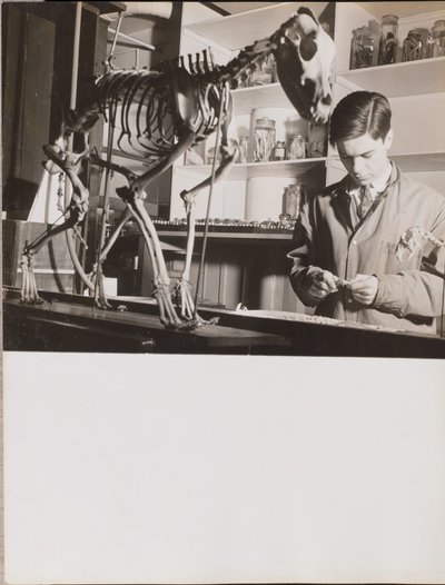 [Jovem junto a um esqueleto de animal]. de Arnold Eagle