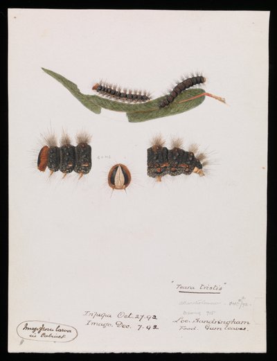 Caterpillar, Epicoma para chorar triste de Arthur Bartholomew