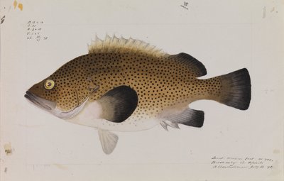 Wirra oriental, Acanthistius ocellatus de Arthur Bartholomew