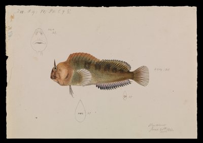 Tasmanian Blenny, Parablennius tasmanianus de Arthur Bartholomew