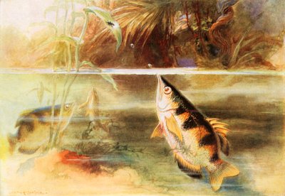 Um desportista entre peixes (litografia a cores) de Arthur Twidle