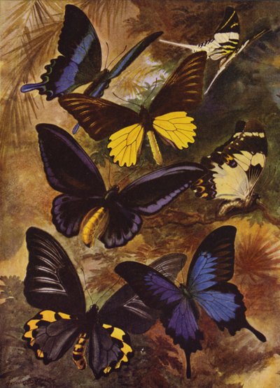 Lindas Borboletas: Borboletas pretas e douradas das Índias Orientais (cor litho) de Arthur Twidle