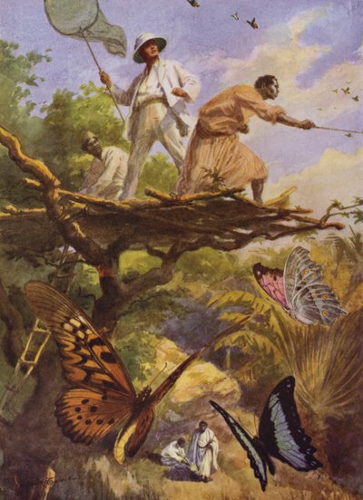 Lindas Borboletas: Apanhar Urania Rhiphoeus em Madagáscar (cor litho) de Arthur Twidle