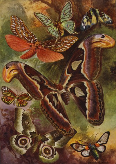 Lindas Borboletas: O Grande Atlas e várias mariposas (cor litho) de Arthur Twidle