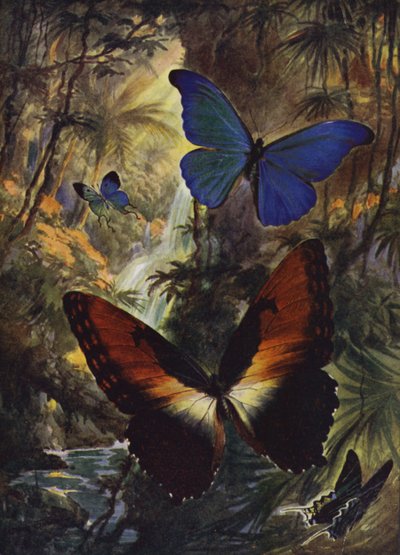 Lindas Borboletas: Os dois morphos mais finos (cor litho) de Arthur Twidle