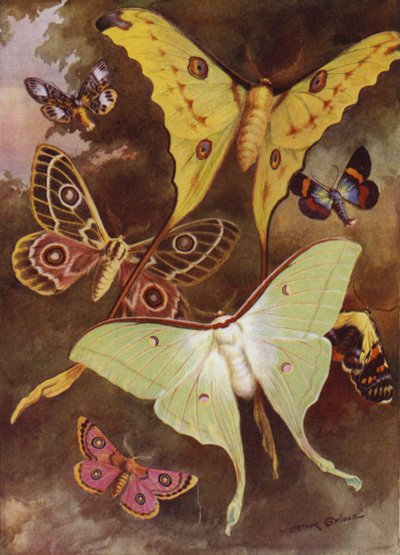 Lindas Borboletas: Várias traças, com a traça mais maravilhosa do mundo, de Madagáscar (cor litho) de Arthur Twidle