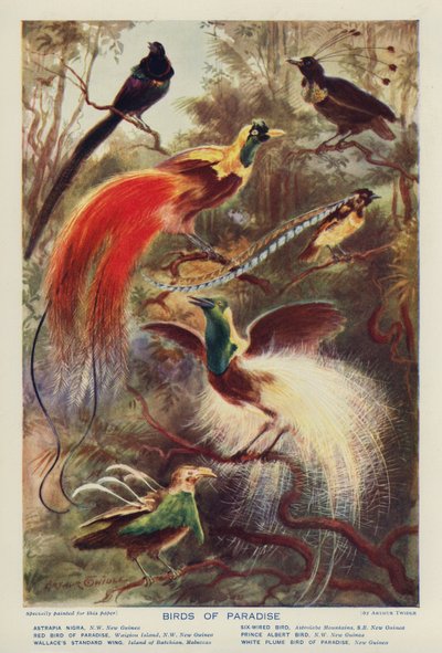 Aves do Paraíso (litografia a cores) de Arthur Twidle