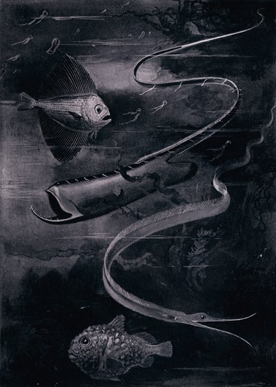 Peixes de águas profundas (litho) de Arthur Twidle
