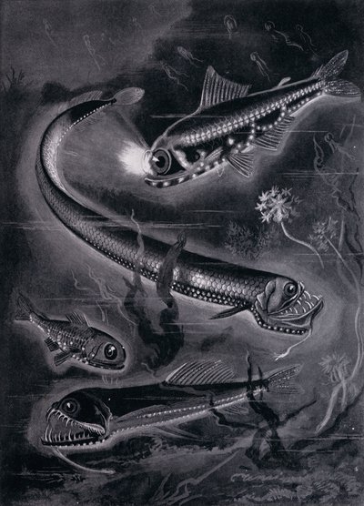 Peixes Auto-Luminantes (litho) de Arthur Twidle