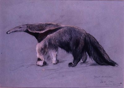 grande tamanduá de Arthur Wardle