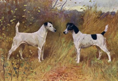 Rival Beauties, Campeã Donna Fortuna e Campeã Duquesa de Durham (cor litho) de Arthur Wardle