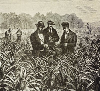 Inglaterra (C19th). Colonização (1880). Plantação de ananás nas Bahamas. Colónia inglesa na ilha de New Providence. O ananás era um dos produtos de exportação do porto de Nassau, o mais importante. Gravura. Coleção particular de Artist Unknown