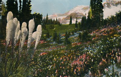 Grama de cesta indiana crescendo no Parque Nacional Mount Rainier, c1916 de Asahel Curtis