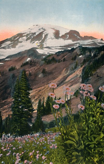 Ásteres roxos, no parque nacional de Monte Rainier, c1916 de Asahel Curtis