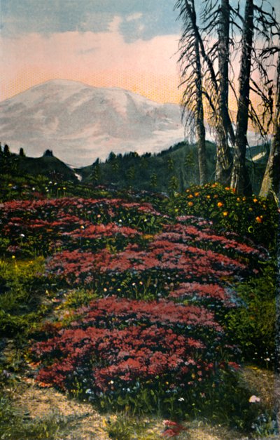 Roxo, urze, crescendo, monte chuvoso, parque nacional, c1916 de Asahel Curtis