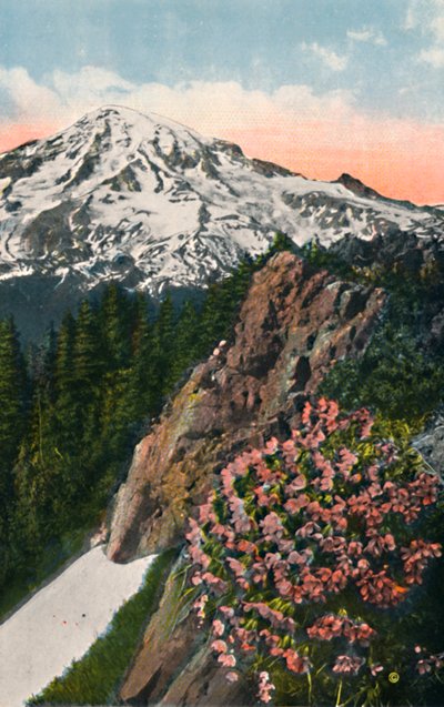A prímula no Monte Rainier, c1916 de Asahel Curtis