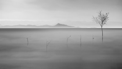 Lago Misty e Árvore Solitária de Asef Azimaie