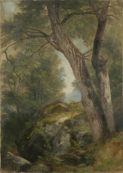 Árvore Butternut em Haia, Lago George, NY, 1862 de Asher Brown Durand