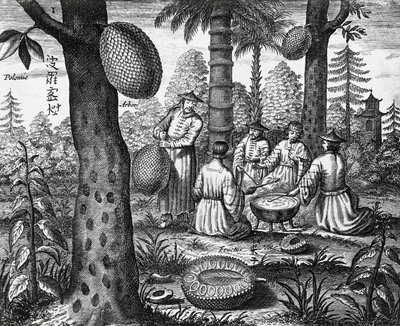 Frutas chinesas (Arbor polomie, papaia chinesa), gravura de monumentos da China de Athanasius Kircher