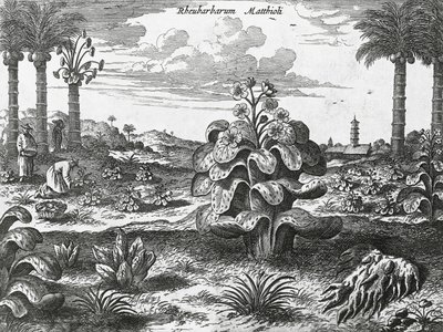 Planta de ruibarbo, gravura de monumentos da China de Athanasius Kircher