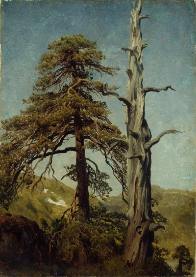 Estudo das árvores de August Cappelen