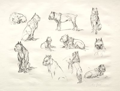 Estudo de cães de August Gaul