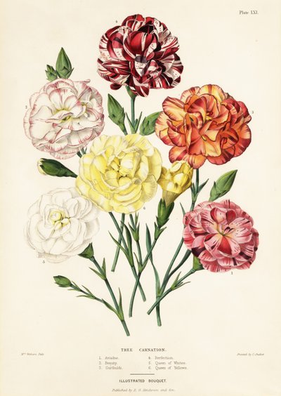 Variedades de cravos, Dianthus caryophyllus: Ariadne 1, Beleza 2, Garibaldi 3, Perfeição 4, Rainha dos Brancos 5, Rainha dos Amarelos 6 de Augusta Innes (after) Withers
