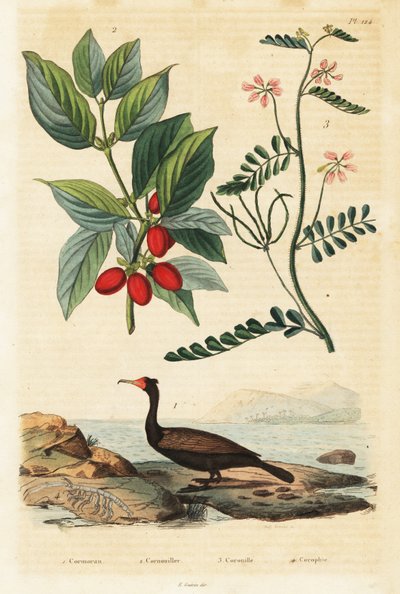 Cormorant, cerejeira da Cornualha e escorpião ervilhaca,1834-1839 (gravura) de Auguste Dumenil