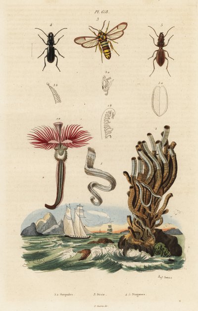 Vermes de pluma, traças e escaravelhos. de Auguste Dumenil