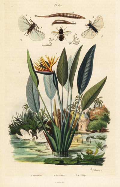 Soldierfly, flor de grua e ,1834-1839 (gravura) de Auguste Dumenil