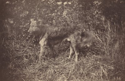 Estudo de um cão, final da década de 1870. de Auguste Giraudon