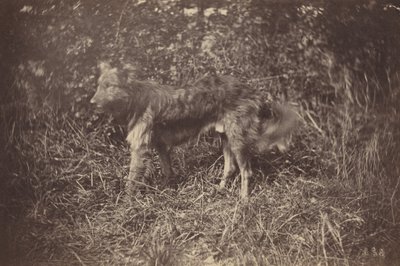 Estudo de um cão, finais da década de 1870 (foto) de Auguste Giraudon