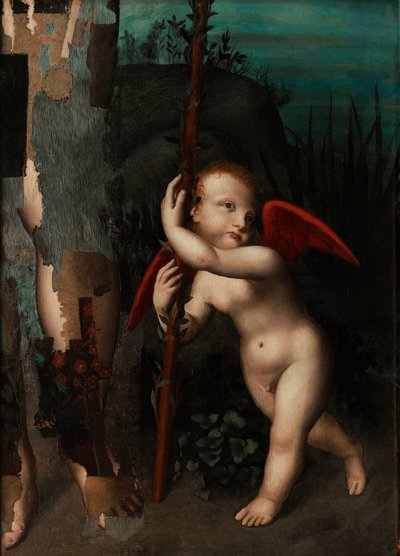 Cupido com uma murta de Aurelio Luini