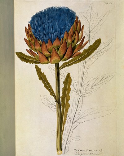 Botânico: "Artichoke" (Cynara scolymus) Placa retirada de "Medicinalium secundum Linnaei digestarum" de Joseph Jacobi Plenck (1735-1807) 1788-1803 Coleção particular de Austrian School