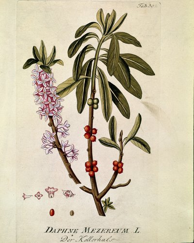 Botânica: "Bois-joli" (Bois joli) (ou Bois-gentil, Bois gentile) (Daphne mezereum) Prancha extraída de "Medicinalium secundum Linnaei digestarum" de Joseph Jacobi Plenck (1735-1807) 1788-1803 Coleção particular de Austrian School