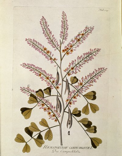 Botânico: "Campeche" (Haematoxylon campechianum) Placa retirada de "Medicinalium secundum Linnaei digestarum" de Joseph Jacobi Plenck (1735-1807) 1788-1803 Coleção particular de Austrian School