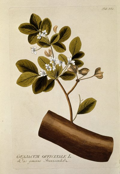 Botânico: Placa "Guajacun officinale" extraída de "Medicinalium secundum Linnaei digestarum" de Joseph Jacobi Plenck (1735-1807) 1788-1803 Coleção privada de Austrian School