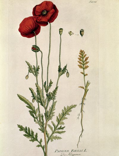 Botânica: "Papoila vermelha" (Papaver rhaeas) Placa extraída de "Medicinalium secundum Linnaei Digestarumó" de Joseph Jacobi Plenck (1735-1807) 1788-1803 Coleção particular de Austrian School