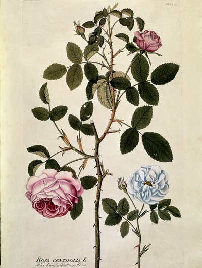 Botânico: Rosa com cem folhas (Rosa centifolia) Placa retirada de "Medicinalium secundum Linnaei digestarum" de Joseph Jacobi Plenck (1735-1807) 1788-1803 Coleção particular de Austrian School