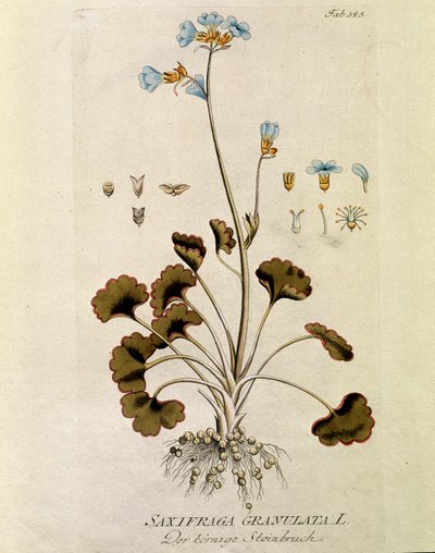 Botânica: "Saxifrage granule" (Saxifraga granulata) Placa extraída de "Medicinalium secundum Linnaei digestarum" de Joseph Jacobi Plenck (1735-1807) 1788-1803 Coleção particular de Austrian School