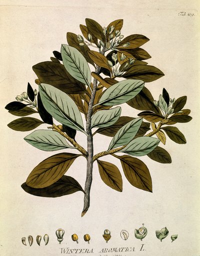 Botânica: "Casca de inverno" (Wintera aromatica) Prancha extraída de "Medicinalium secundum Linnaei digestarum" de Joseph Jacobi Plenck (1735-1807) 1788-1803 Coleção particular de Austrian School