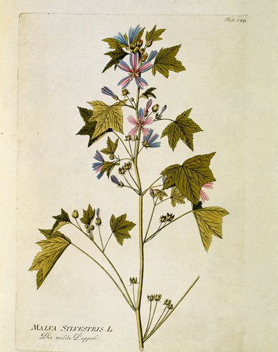 Botânico: "grande roxo" (Malva sylvestris) Placa retirada de "Medicinalium secundum Linnaei digestarum" de Joseph Jacobi Plenck (1735-1807) 1788-1803 Coleção privada de Austrian School