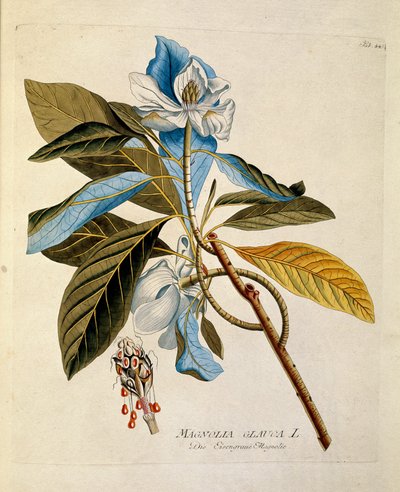 Botânico: "magnólia" Placa retirada de "Medicinalium secundum Linnaei digestarum" de Joseph Jacobi Plenck (1735-1807) 1788-1803 Coleção particular de Austrian School